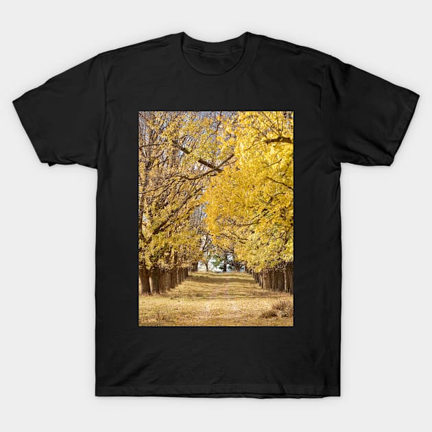 The Long Driveway in Autumn / Fall T-Shirt by clearviewstock